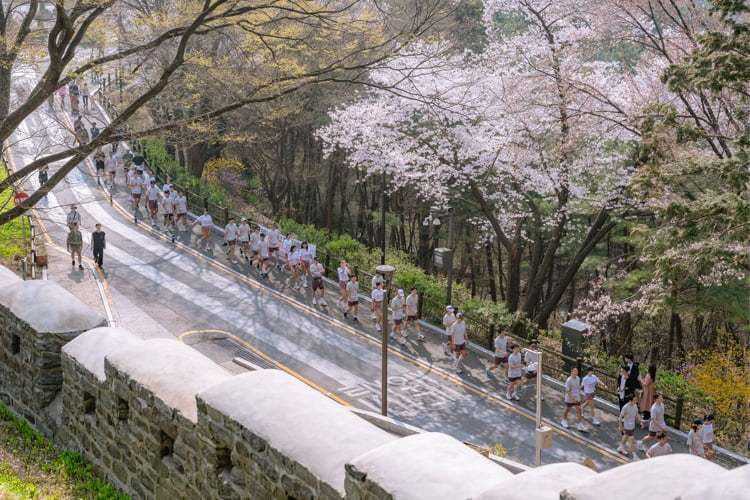 벚꽃 나무 길을 러닝중인 사람들