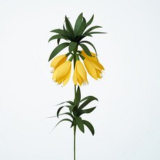 [Paper Eden] Fritillaria (프리틸나리아) 페이퍼 플라워