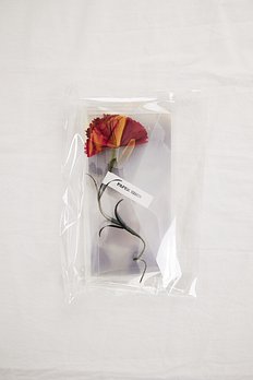 [Paper Eden] Carnation (카네이션) 포스트 플라워