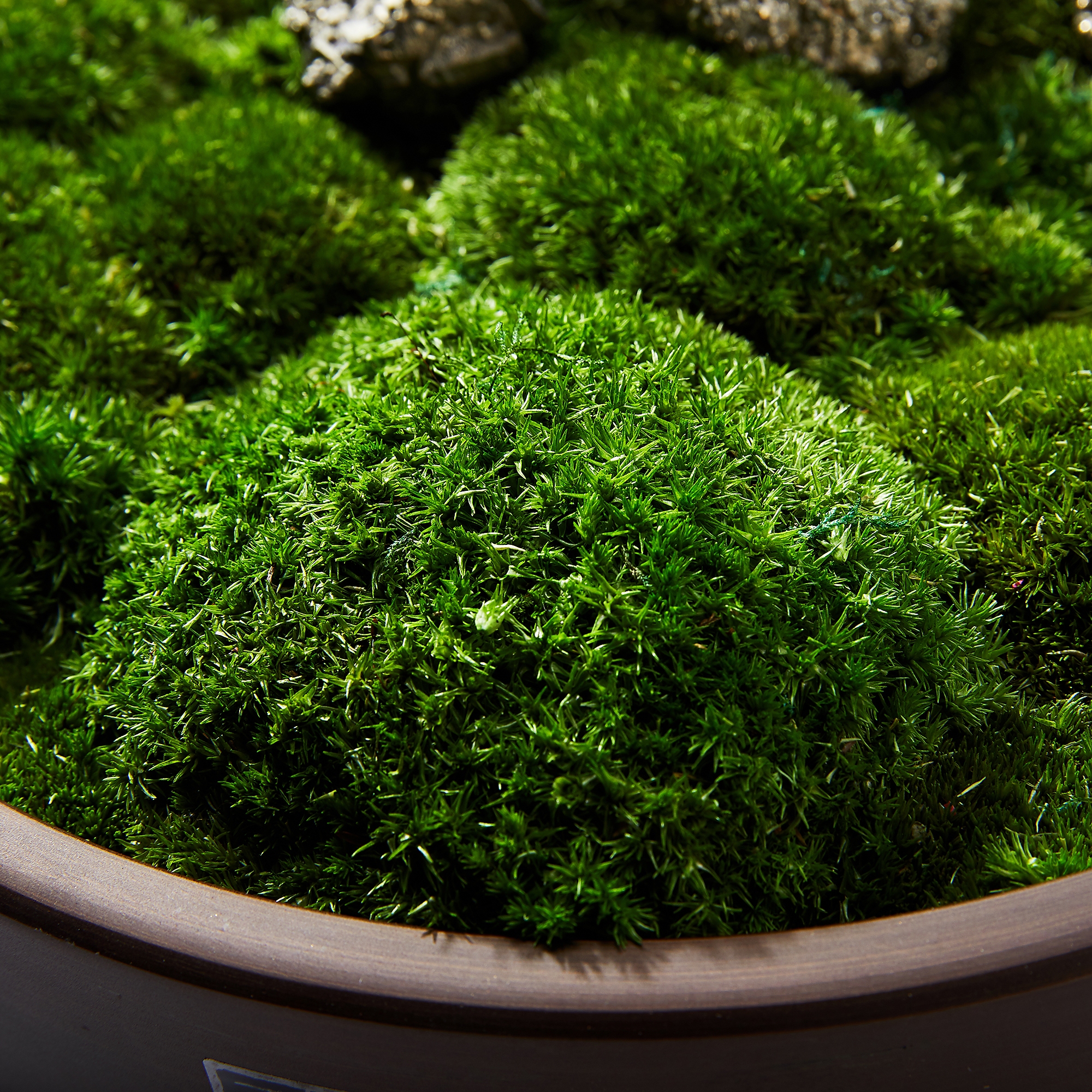 Preserved Moss