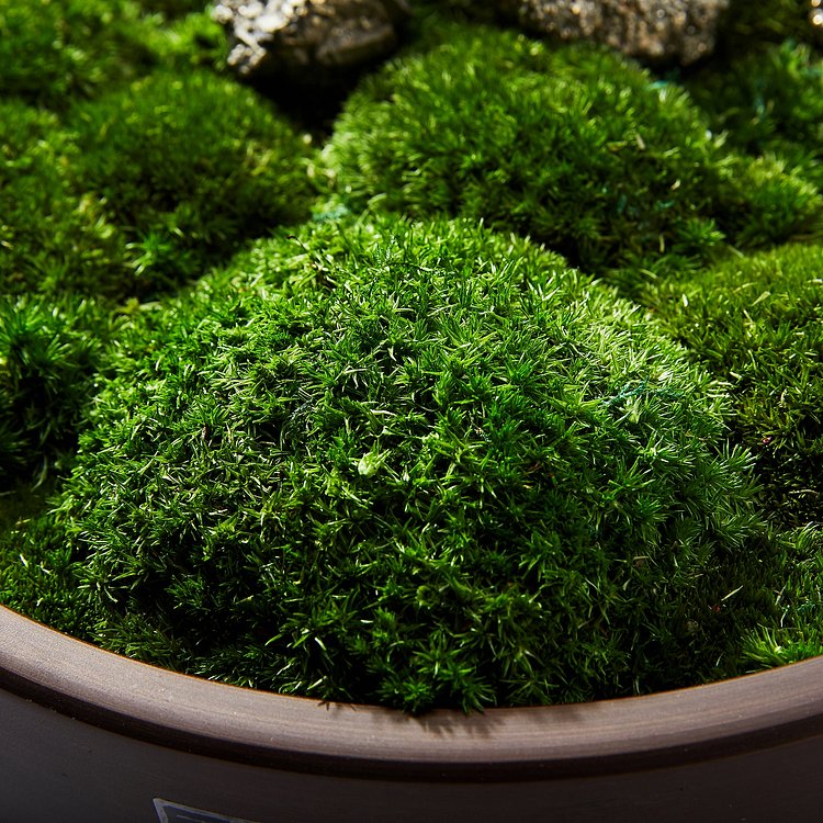 Preserved Moss