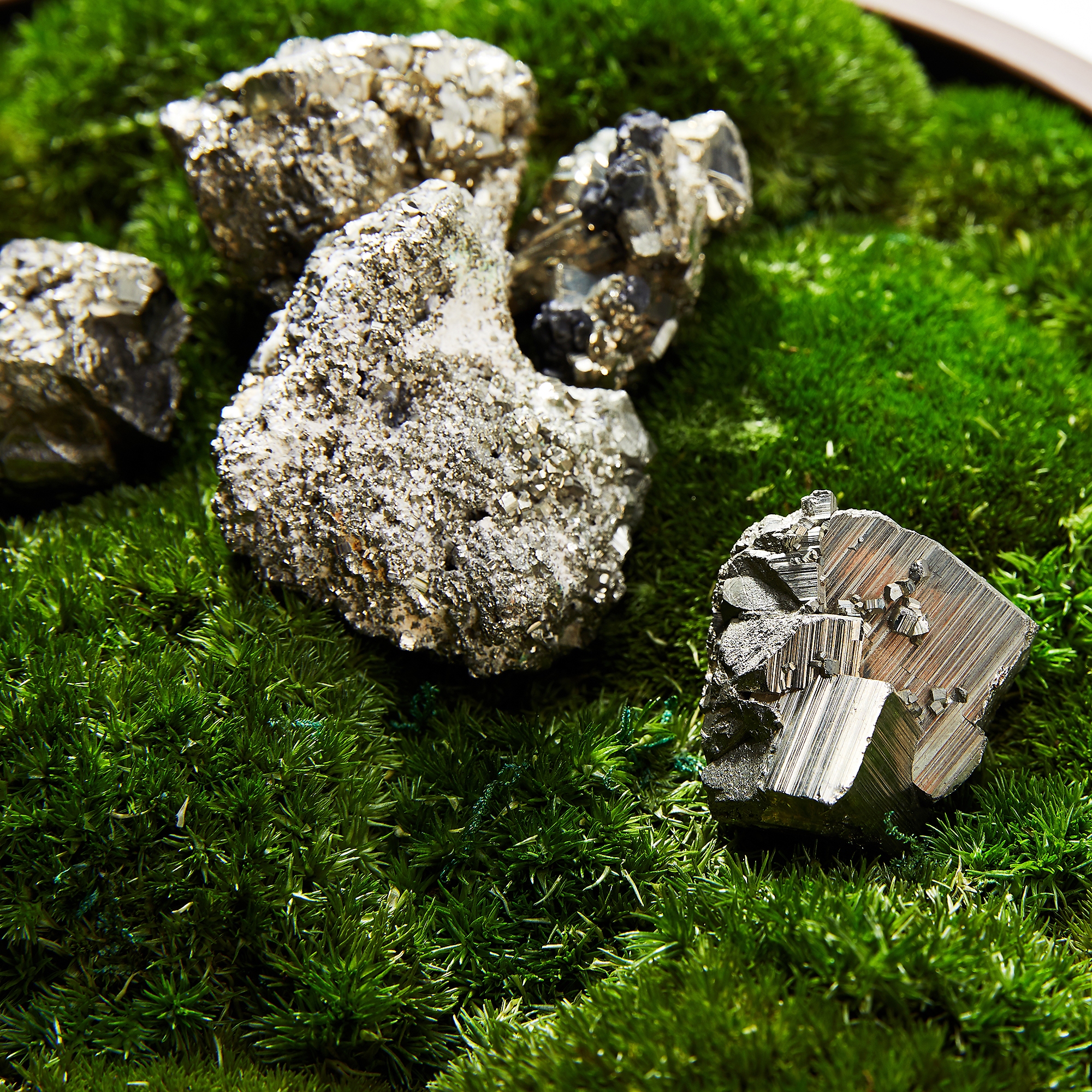 Preserved Moss