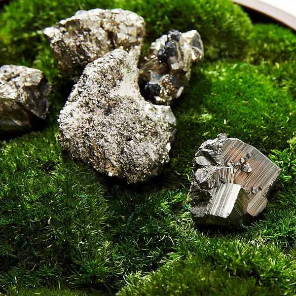 Preserved Moss