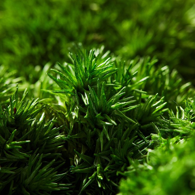 Preserved Moss