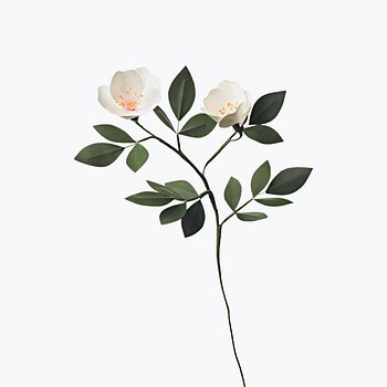 [Paper Eden] Cherokee Rose (체로키 장미) 페이퍼 플라워
